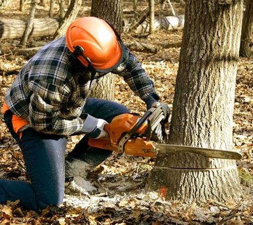 Tree Removal in Fieldon, IL